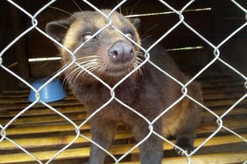 Apa Bedanya Kopi Luwak Liar dan Kopi Luwak Peliharaan ?